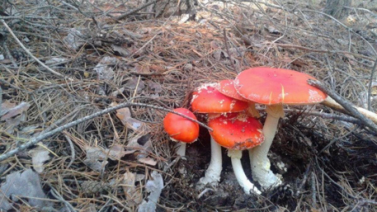 Саратовец нашел в черте города гигантский белый гриб весом более килограмма