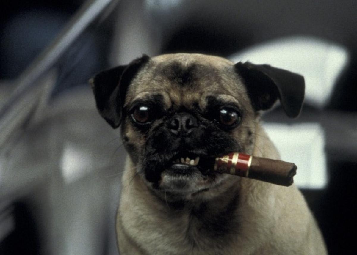 Российские власти утвердили список потенциально опасных собак