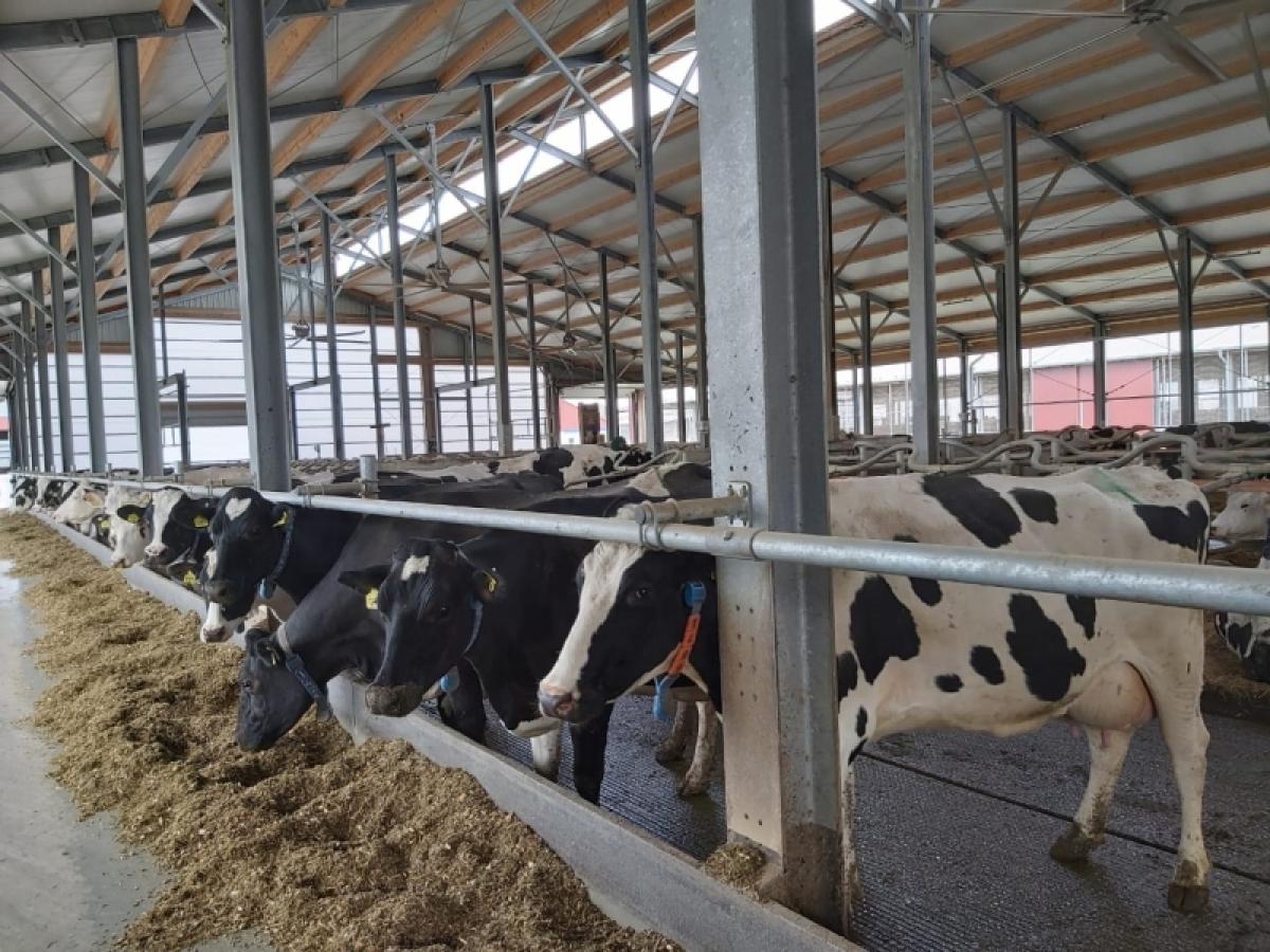 Радаев в XXI веке: в Германии саратовскому губернатору показали, как нужно доить коров