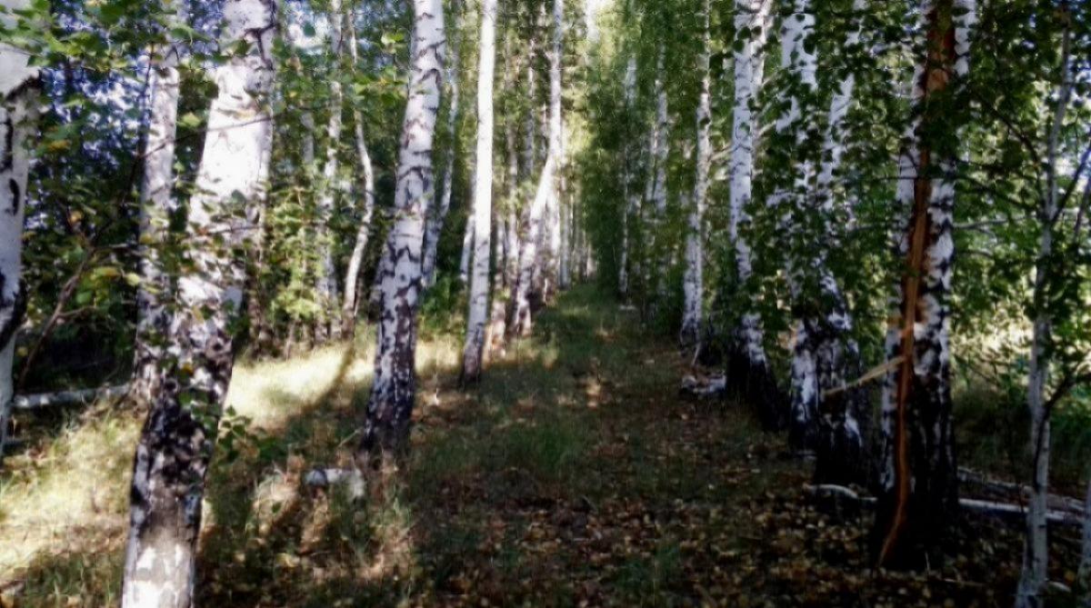 В Саратовской области высадят 5000 гектаров лесов в 2024 году