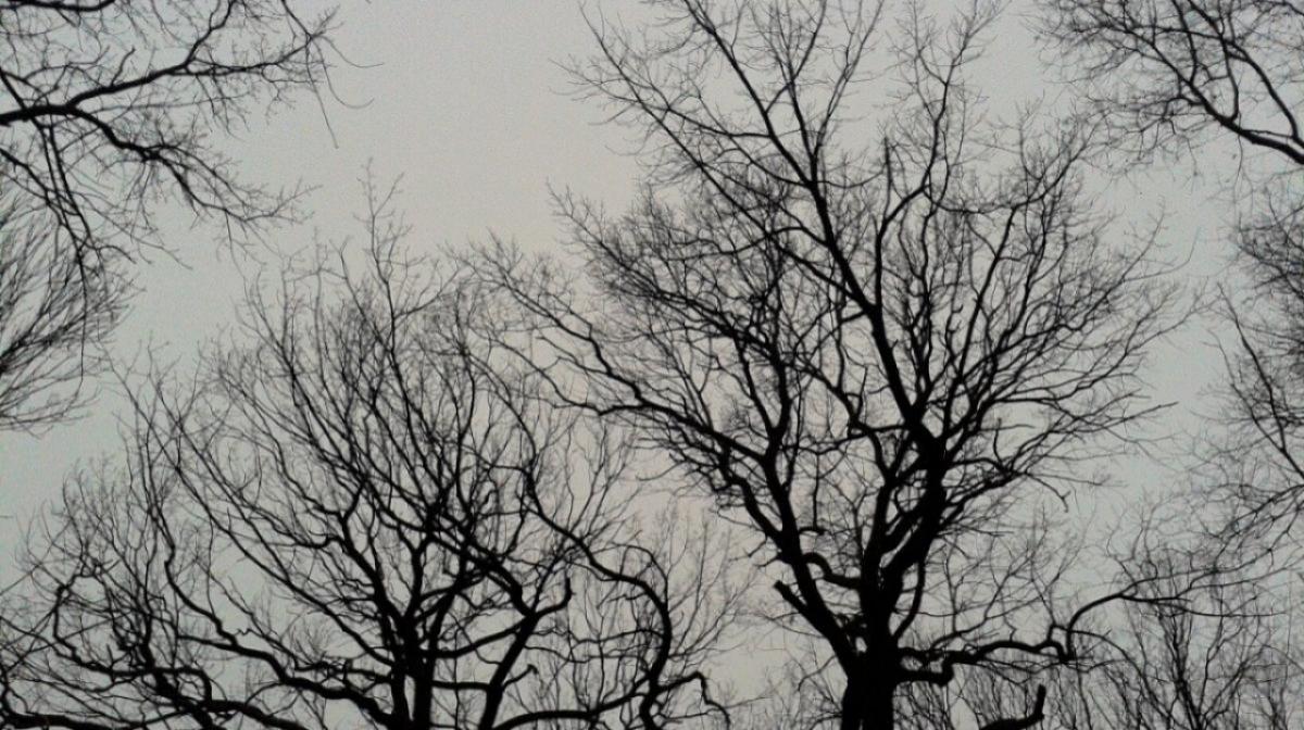 В Саратове планируют спилить и обрезать 200 деревьев