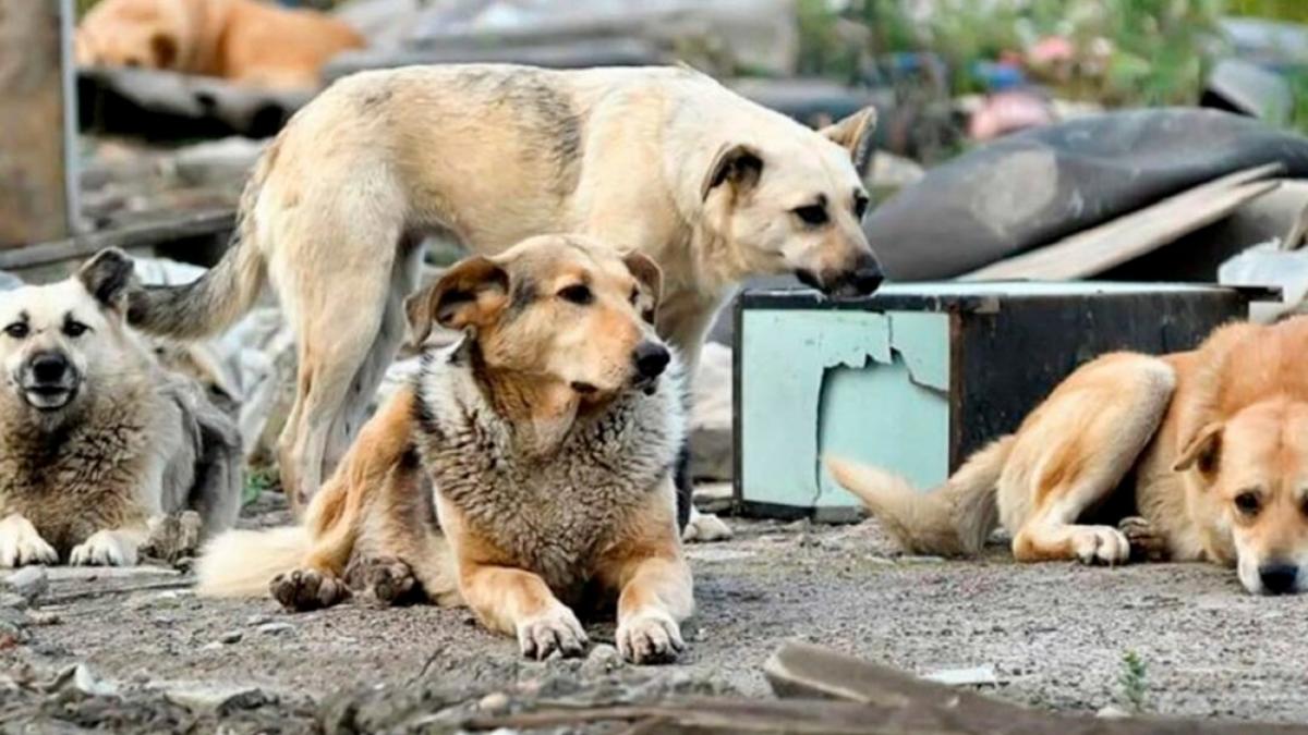 В Саратове 3 детей госпитализировали после нападения бродячих собак 