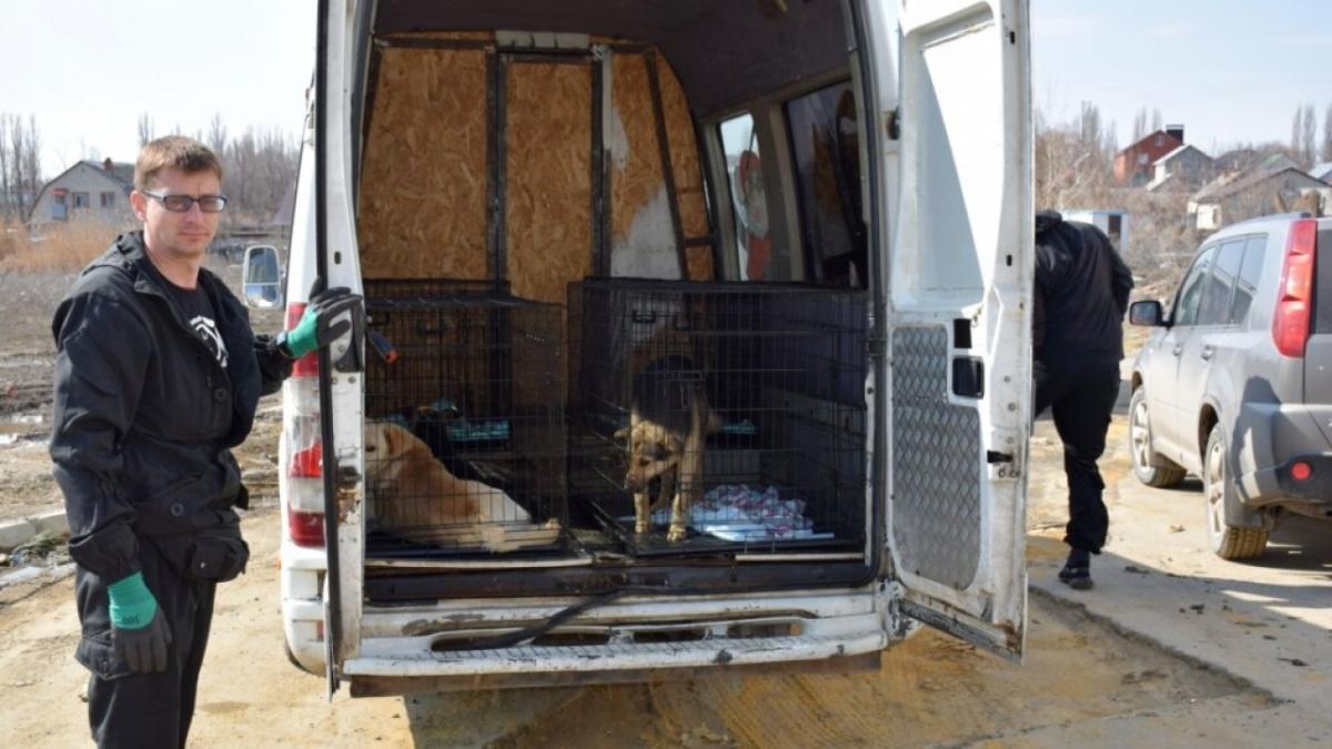 «Не выхожу из дома без шокера»: жители Саратова и Энгельса объявляют войну бродячим собакам