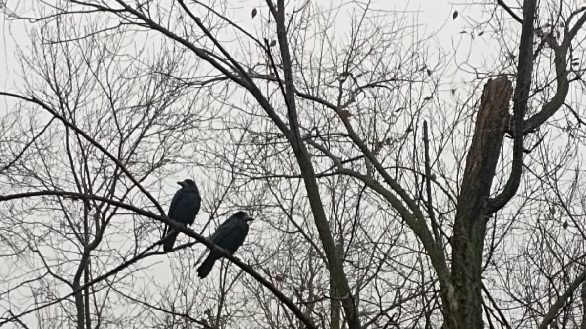 Стройка крематория для жителей Саратовской области обернулась иском на 21 млн