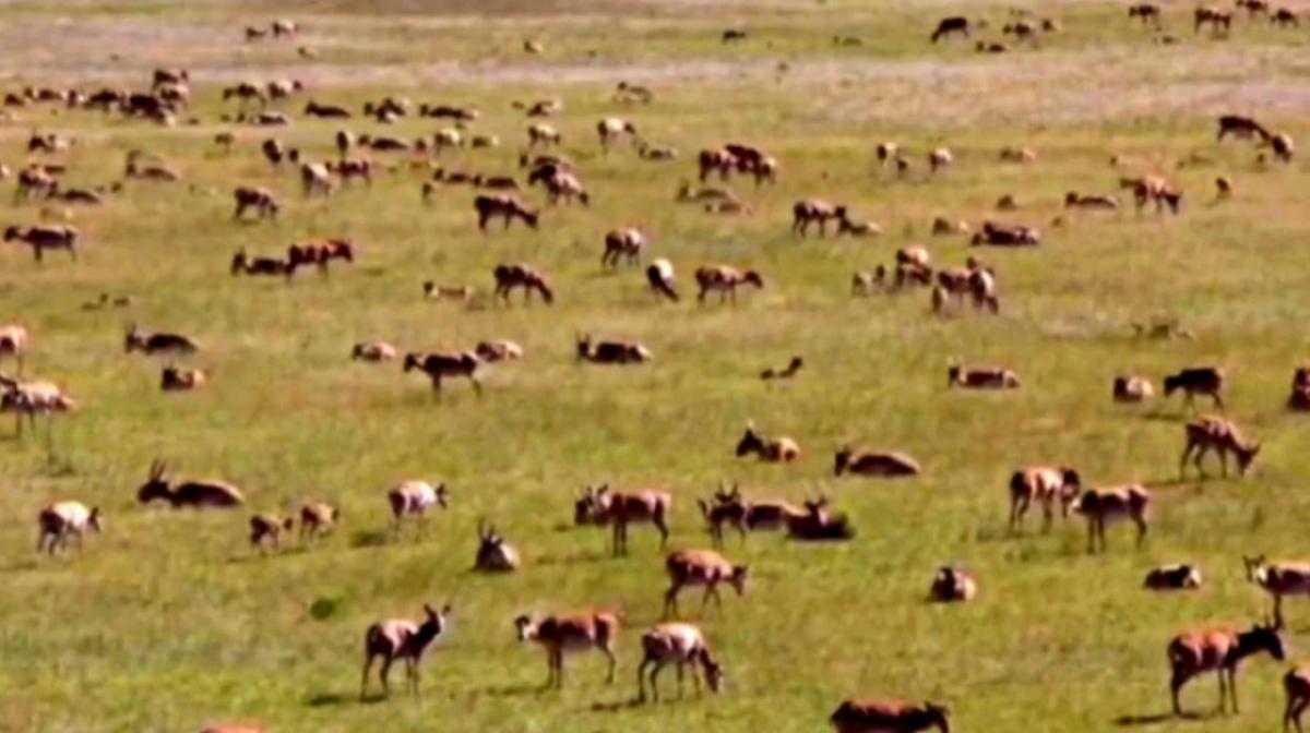 Саратовские аграрии получат 120,9 млн рублей за ущерб от сайгаков