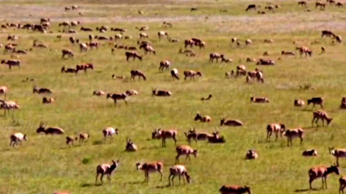 Курс на Казахстан: сайгаки покидают территорию Саратовской области