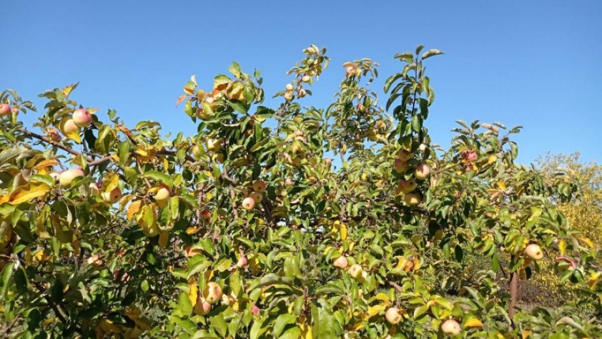 В селах Саратова заложили 31 гектар фруктовых садов