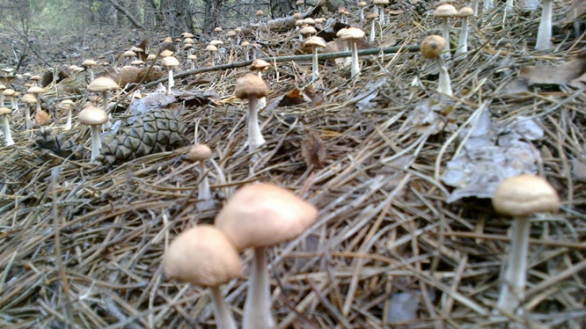 В саратовских лесах пошли белые грибы и дикая смородина