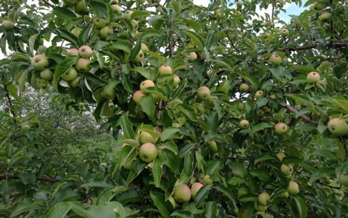 В Саратовской области яблони плодоносят даже в ноябре