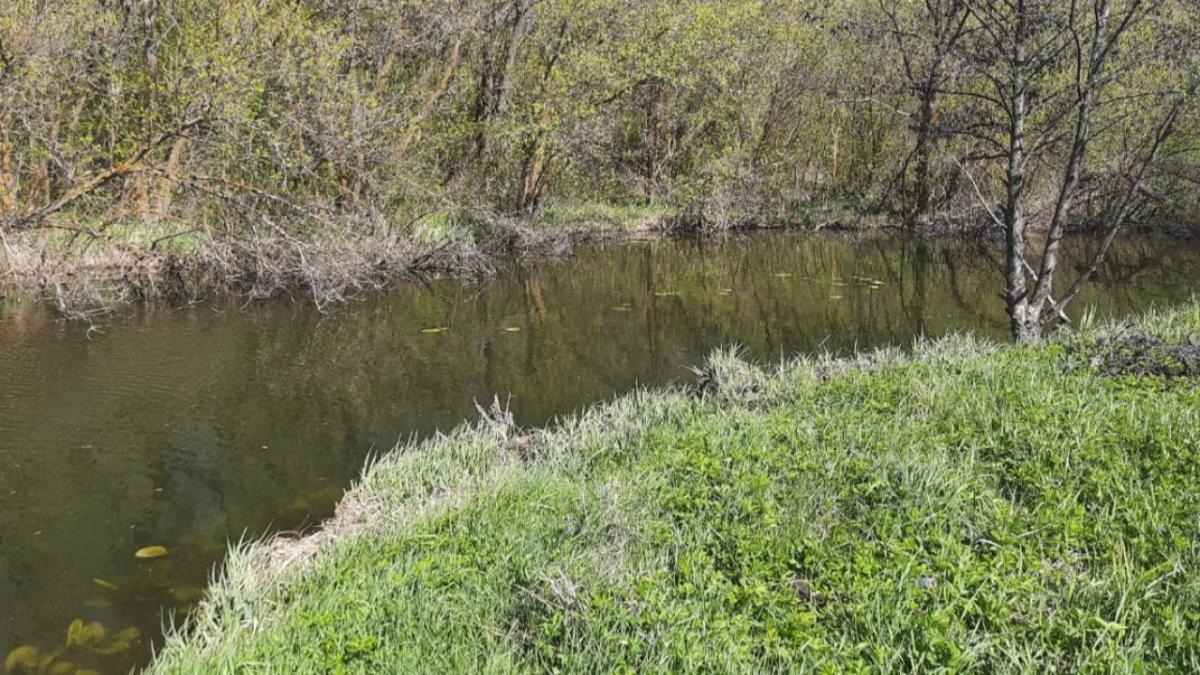 Поп-король Филипп Киркоров может лишиться участка из-за саратовского бизнесмена