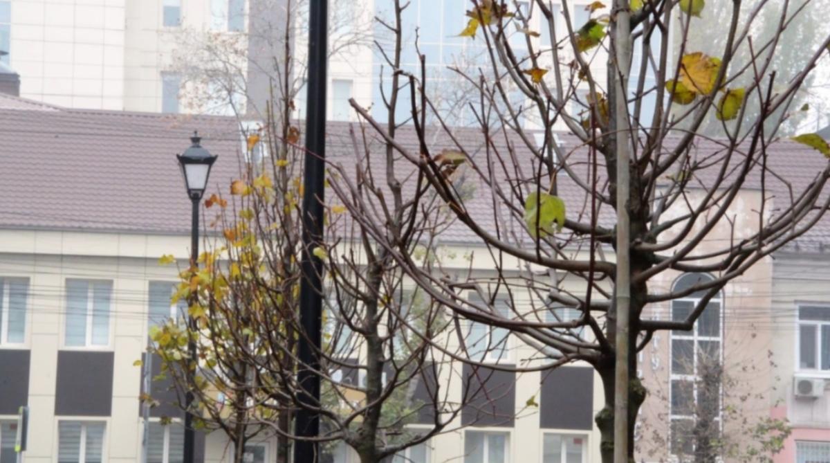 В Энгельсе продолжается осенняя высадка деревьев по проекту Путина