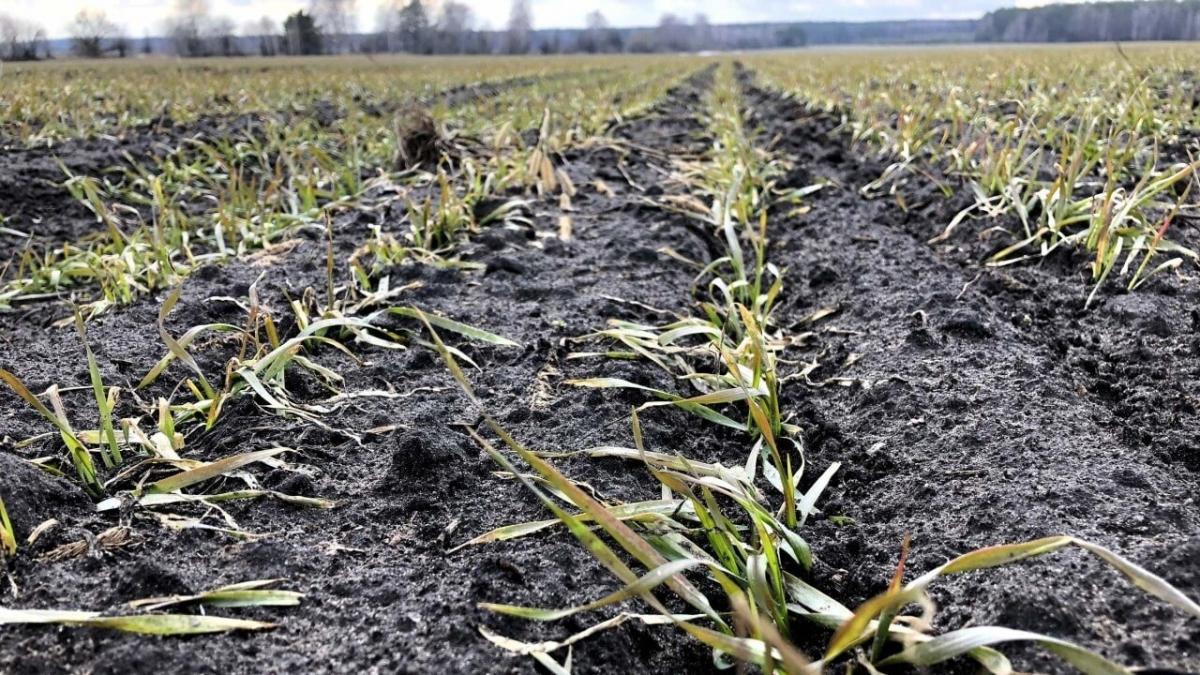 В Балашовском районе Саратовской области объявили ЧС из-за заморозков