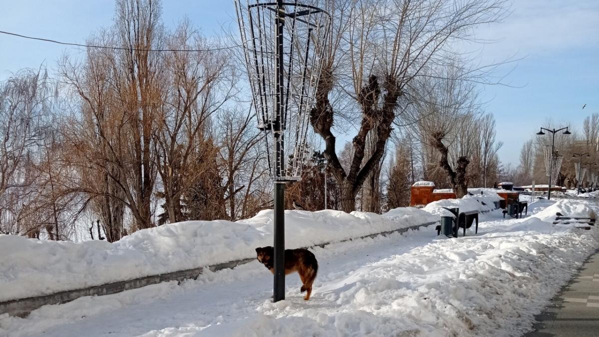 СК проверяет информацию о нападении собак на школьников в Саратове