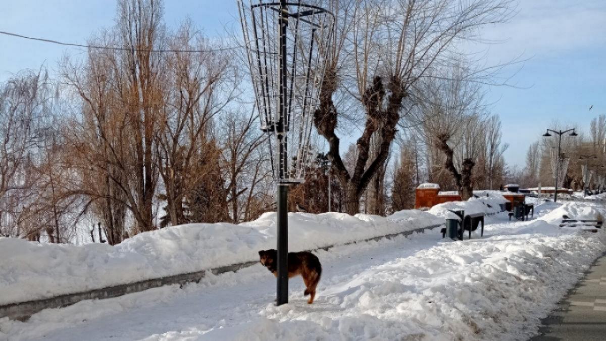 Два ребенка пострадали от укусов собак в Ленинском районе Саратова