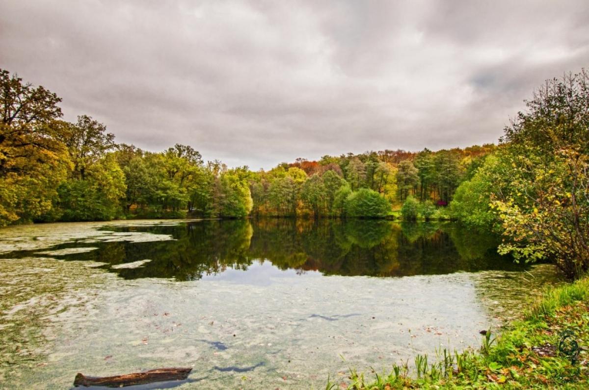 На 15 прудах Саратова проведут очистку от мусора и зарослей, истребят комаров