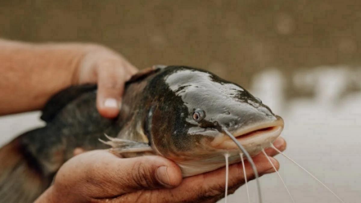 Саратовские рыбаки на Волге ловят и отпускают сомов-гигантов