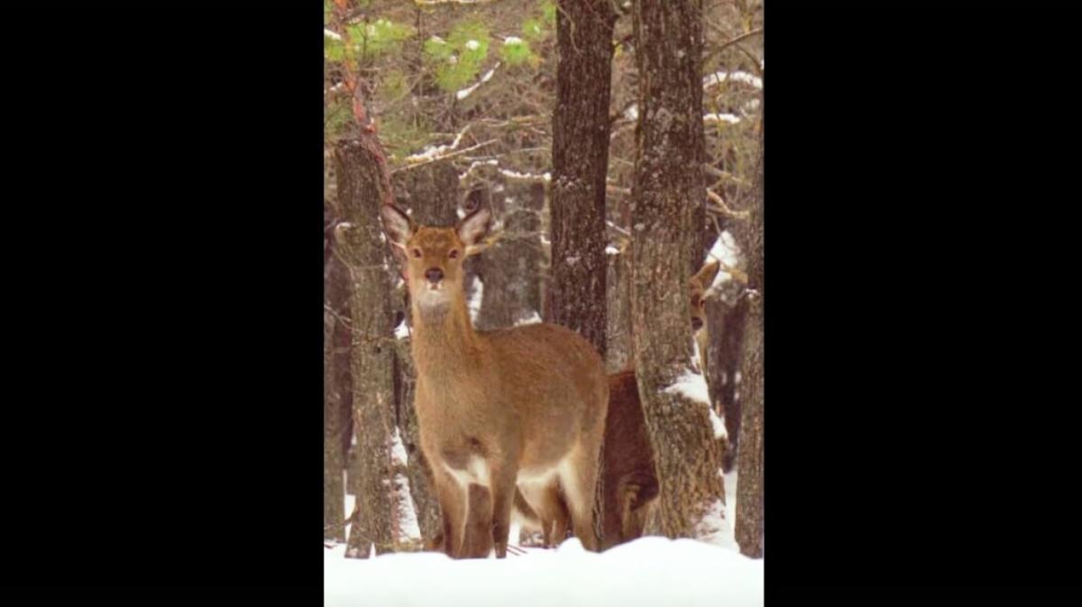 Саратовцев развеселила ругающая оператора косуля в лесу