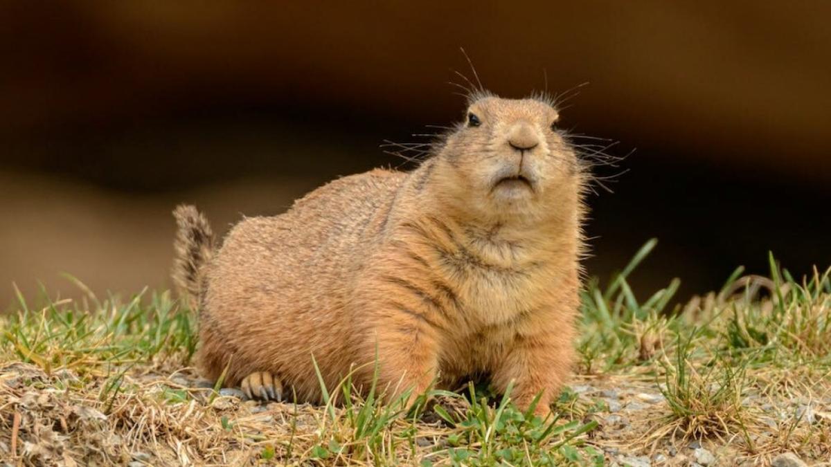 Саратовский суд впервые аннулировал у фирмы лицензию на охотничьи угодья