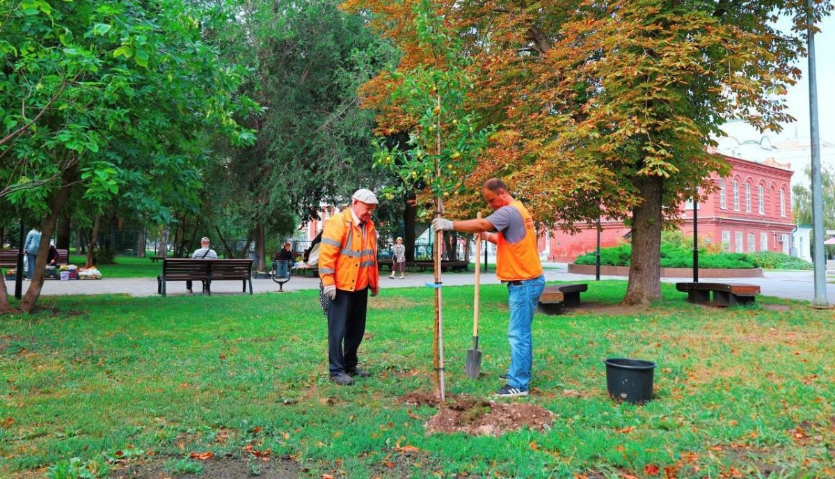 В центре Саратова начали высадку декоративных яблонь и черемух
