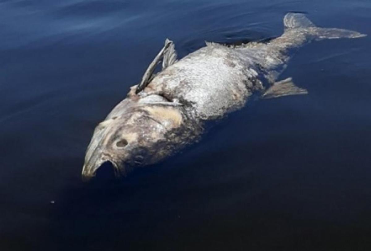 Мертвые толстолобики: жители Саратовской области продолжают сообщать о гибели рыбы в Волге