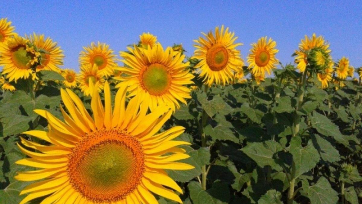 Аяцков анонсировал создание аграрного кампуса за 200 млрд рублей