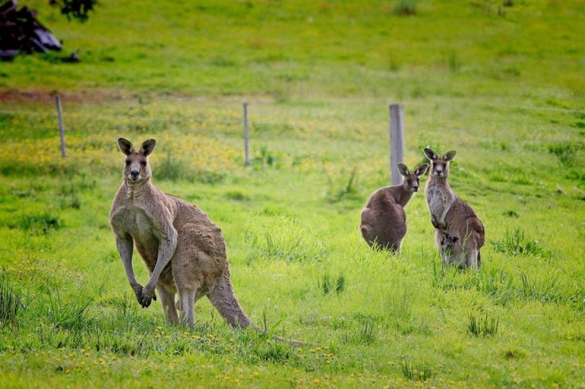 Николай Панков: «Володин запретил смотреть кенгуру в Австралии»