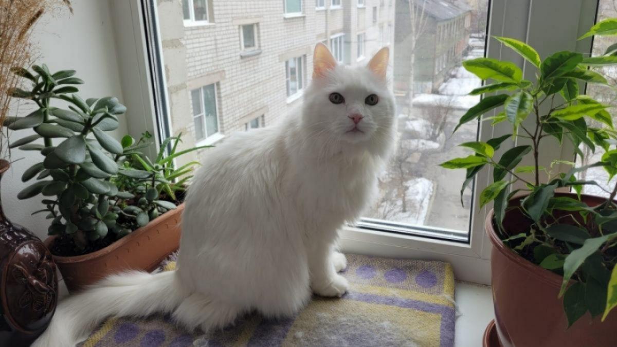 Саратовцы бесплатно раздают коз, котят и джунгариков