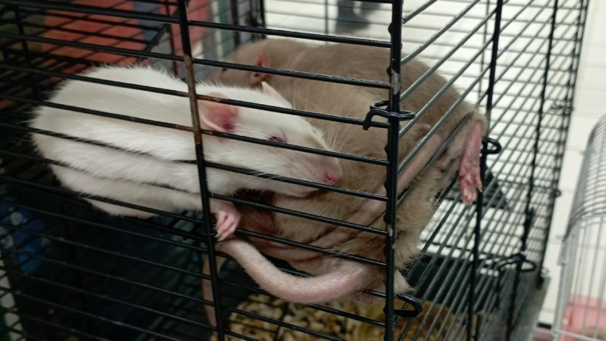 Заболеваемость ГЛПС в Саратовской области выросла почти в 2 раза