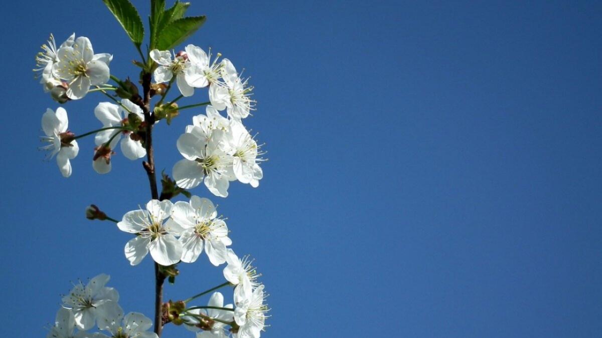В Воронежской области заложат вишневые сады на 1 млрд рублей