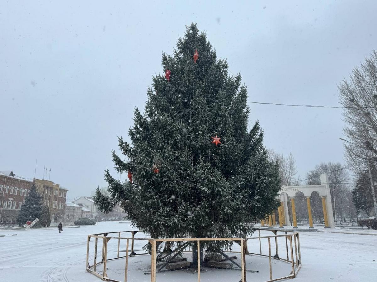 На центральной площади Энгельса установлена живая ель