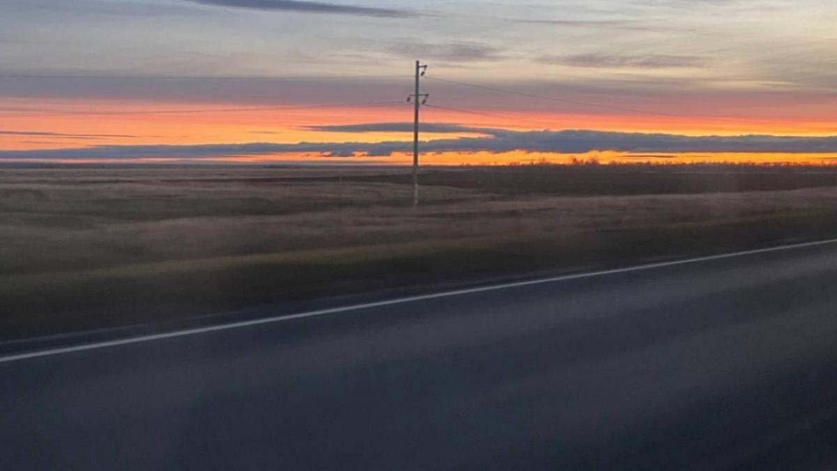 Саратовским автовладельцам направили 12 исков за сбитых животных