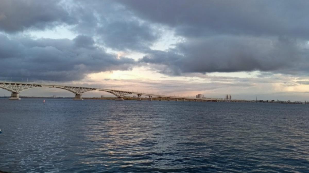 Из Саратовской области пытались незаконно увезти 12 домашних собак в Узбекистан