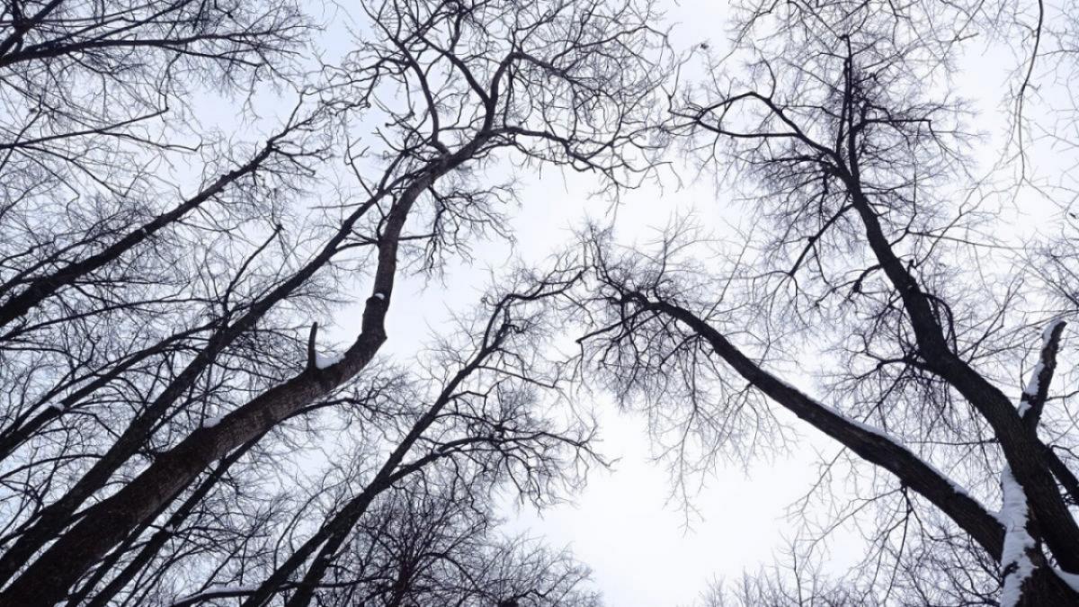 В саратовских лесах завершился пожароопасный сезон в ноябре