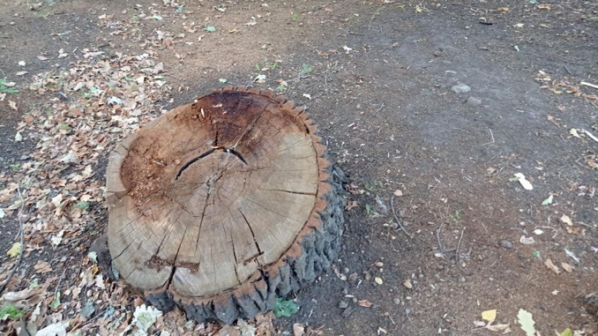 Саратовцы возмутились опиловкой деревьев на Соколовогорской