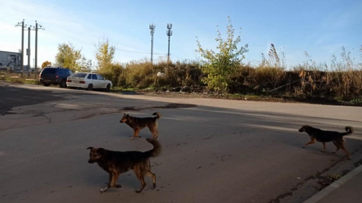 Бусаргин отправил 2 райцентра на карантин из-за бешеных собак