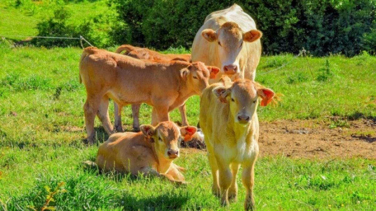 В Саратове нашли запрещенные консерванты Е 200 в молочной продукции