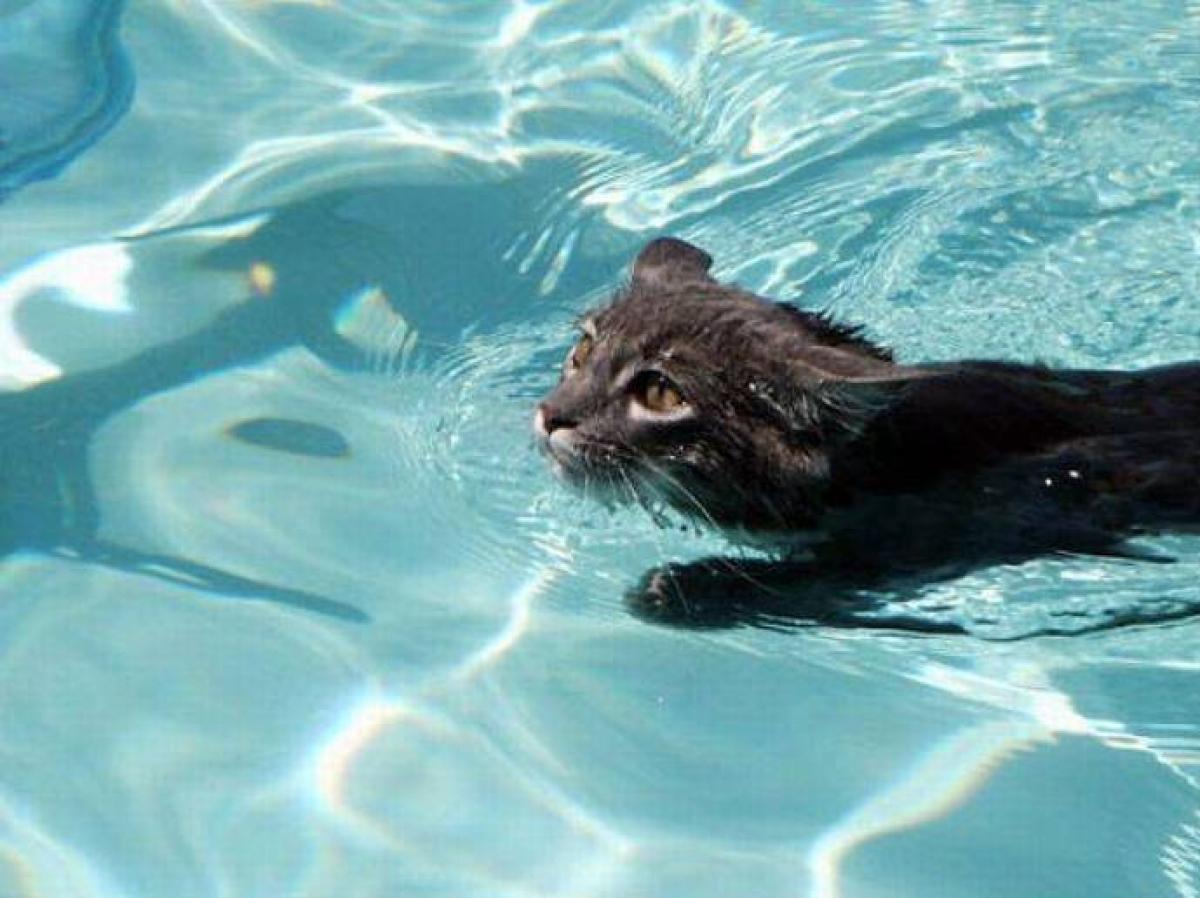 Кот плывет