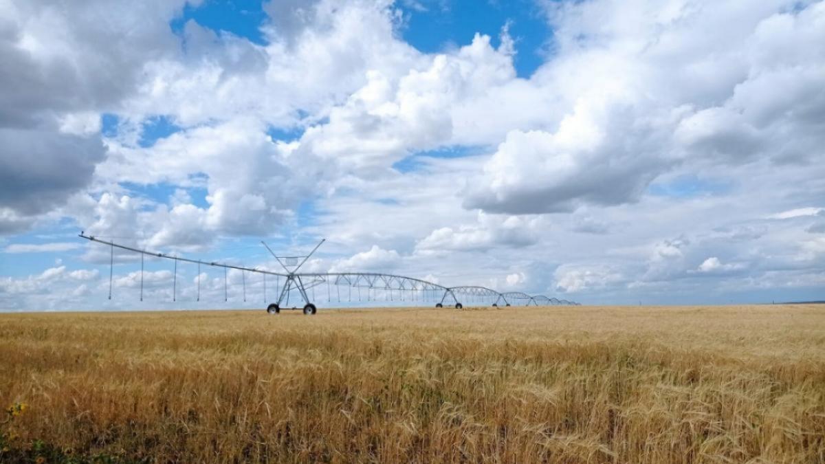 Саратовская область отправила за границу свыше 440 тысяч тонн зерна