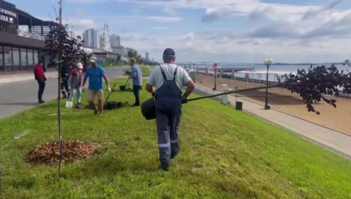 Бусаргин сообщил о посадке в Саратове деревьев-крупномеров