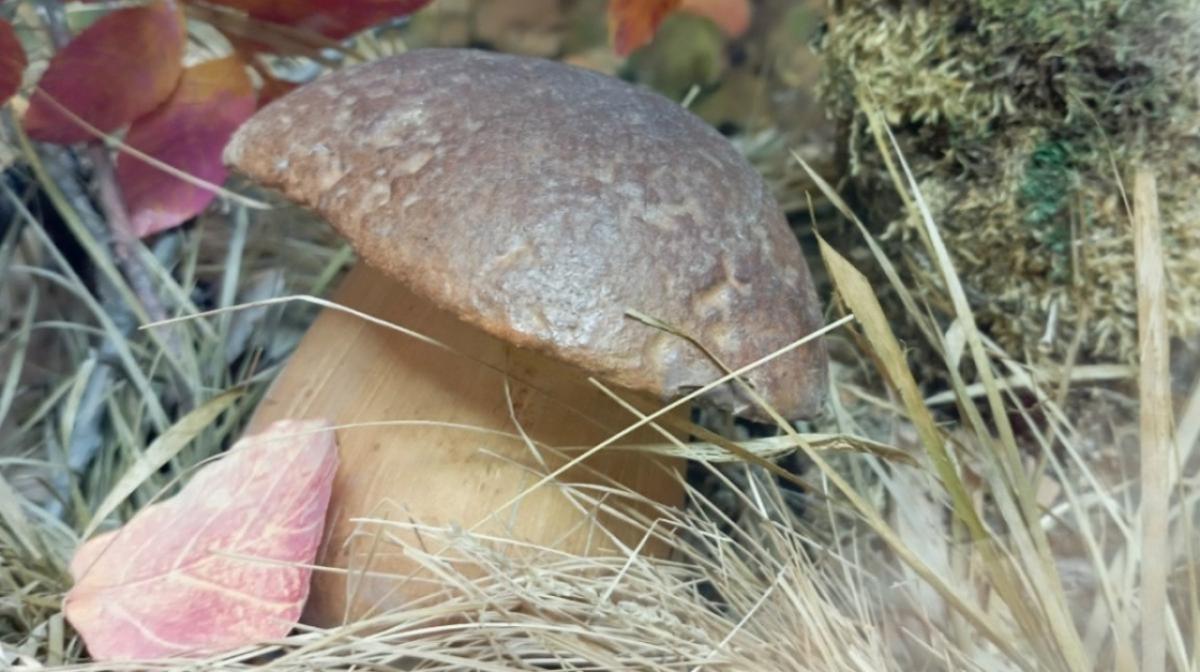 В Саратовской области пошли сморчки: грибники демонстрируют трофеи в соцсетях