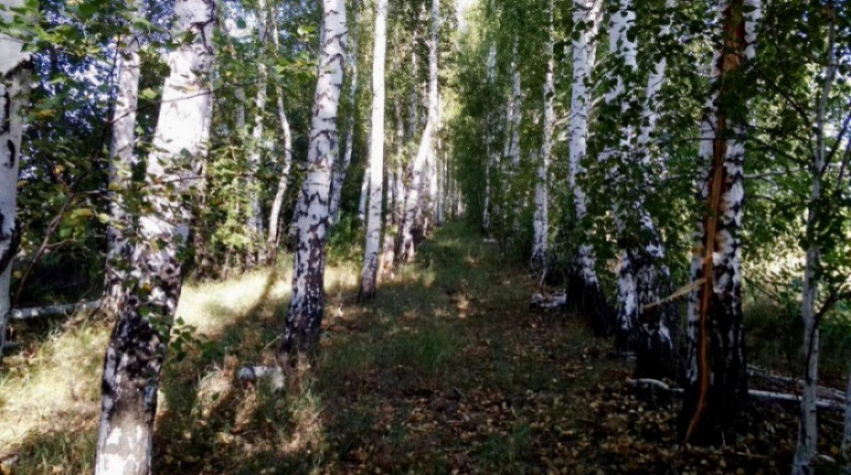 По вине граждан в Саратовской области сгорело 62 гектара лесов 