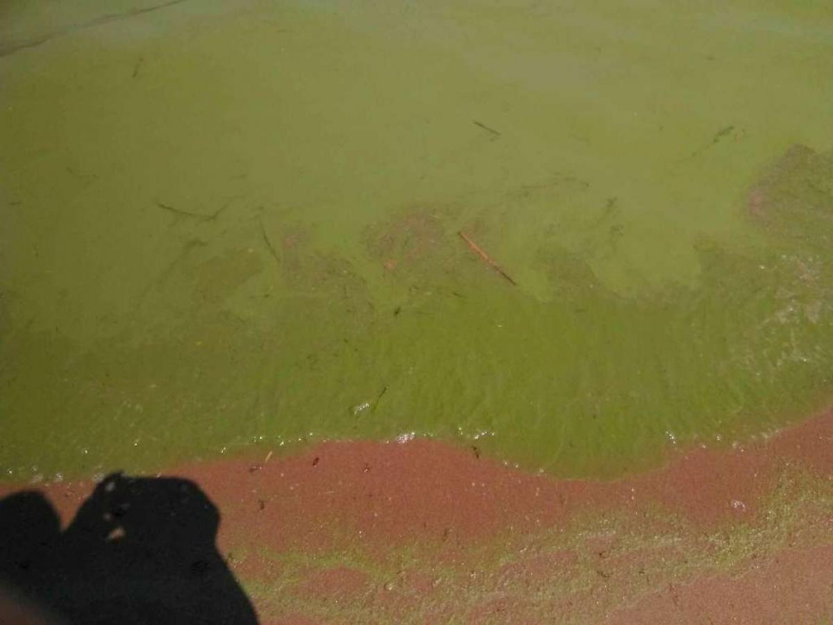 Зеленая Волга: власти Саратова объяснили причину запрета купания на городском пляже