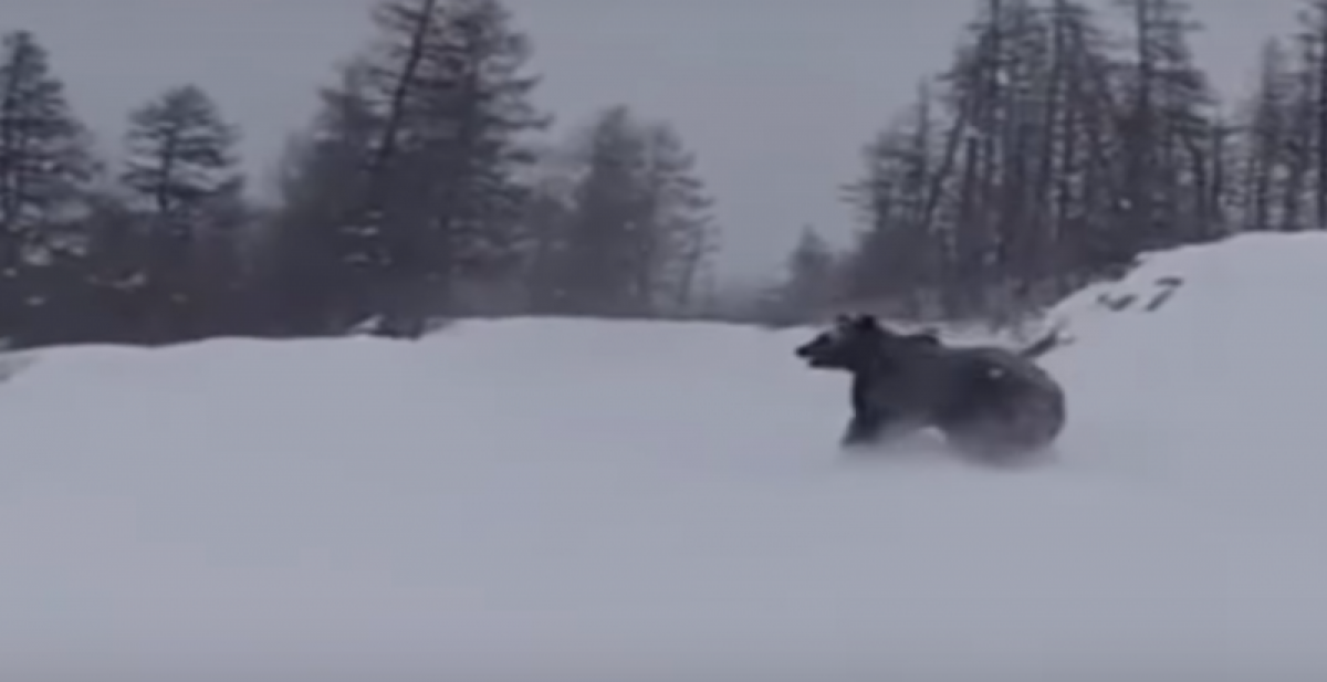 Автолюбителей предупреждают о буром медведе, бегающем вдоль саратовской трассы