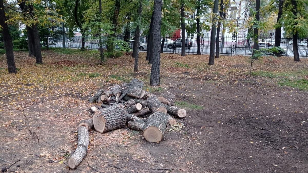 В саратовских «Липках» массово вырубили зараженные деревья