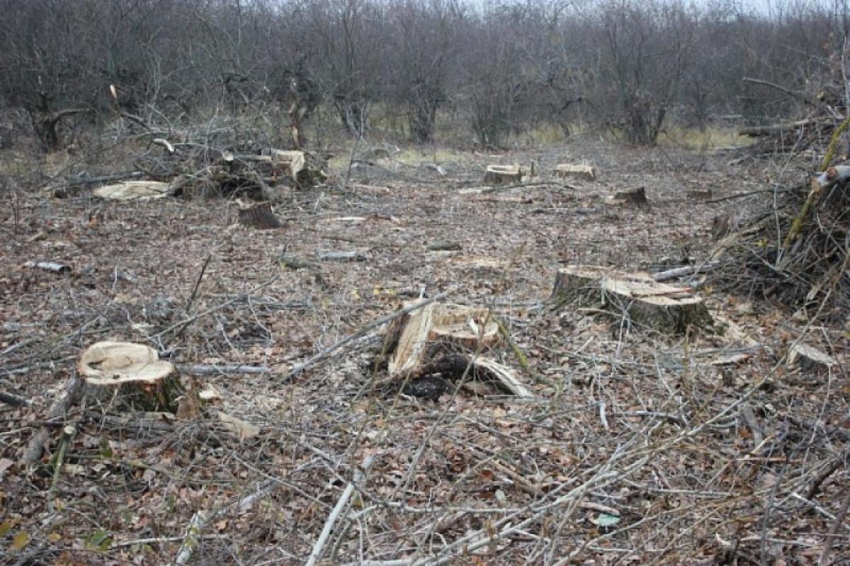 Саратовцы: «У нас пилят зеленые деревья и вывозят в Ростовскую область»