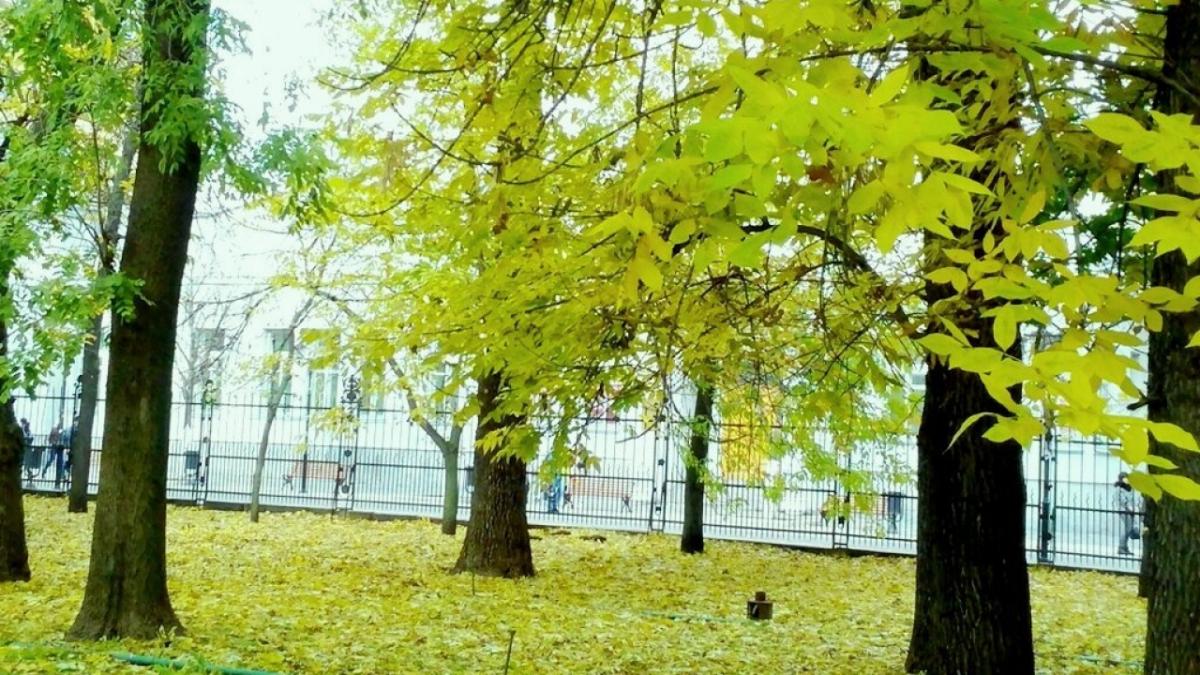 Жители Саратова проголосовали за благоустройство 2 скверов и парка «Липки»