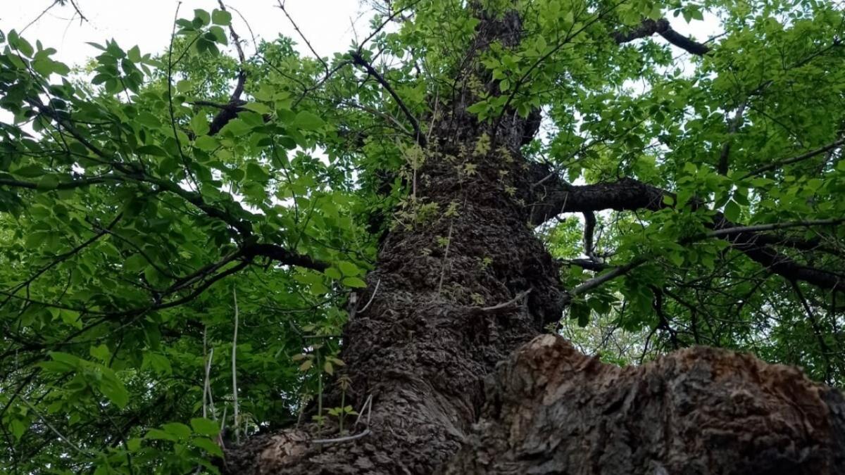 20 деревьев в Детском парке Саратова срубят из-за наклона и трещин