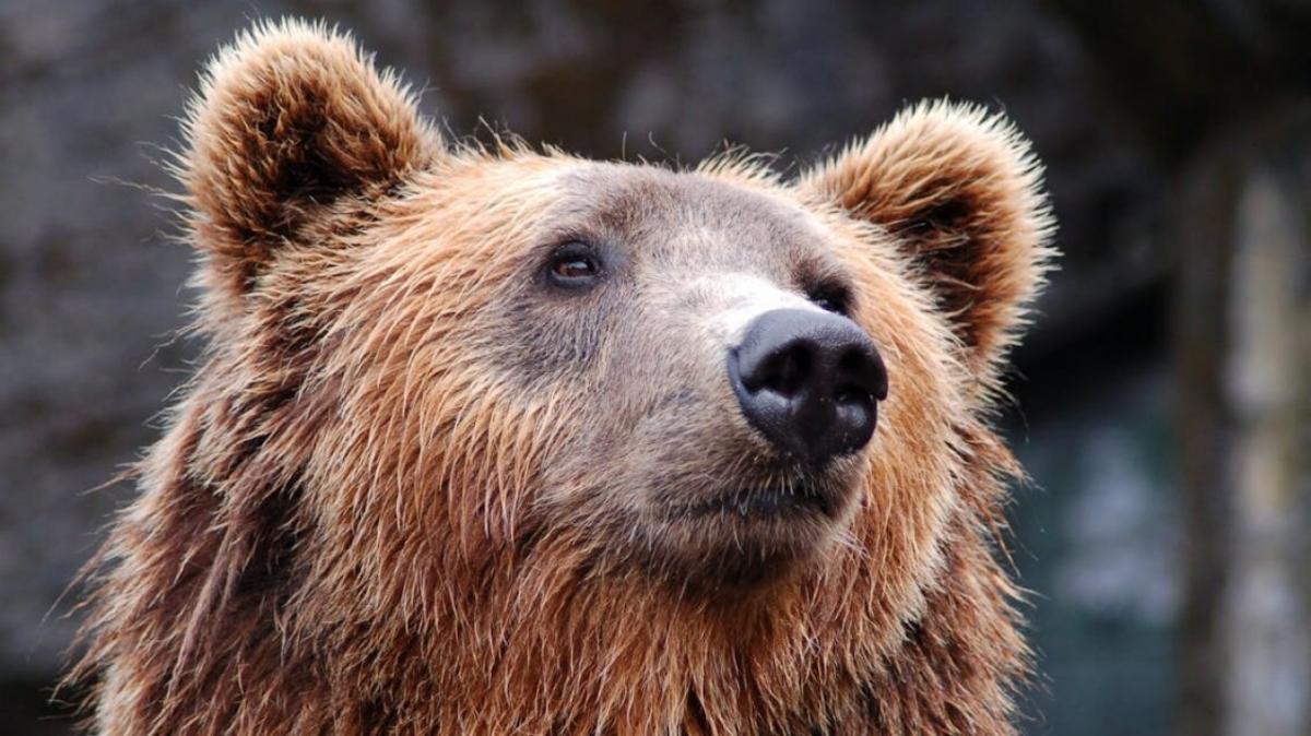 Белгородский зоопарк рассказал о жизни медведицы из Саратова