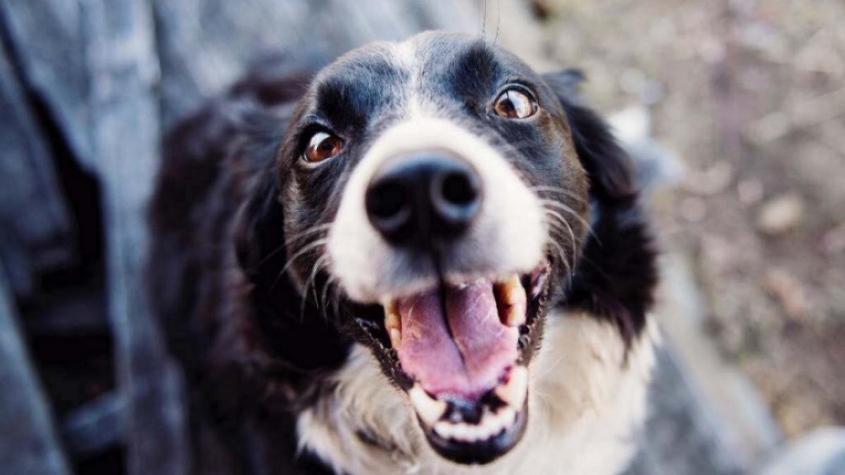 Министр посетовал на невозможность отстрела собак в саратовских лесах