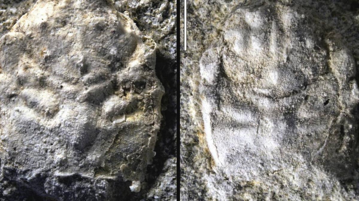 Открытие: в Саратовской области обнаружили крабов, живших 60 миллионов лет назад